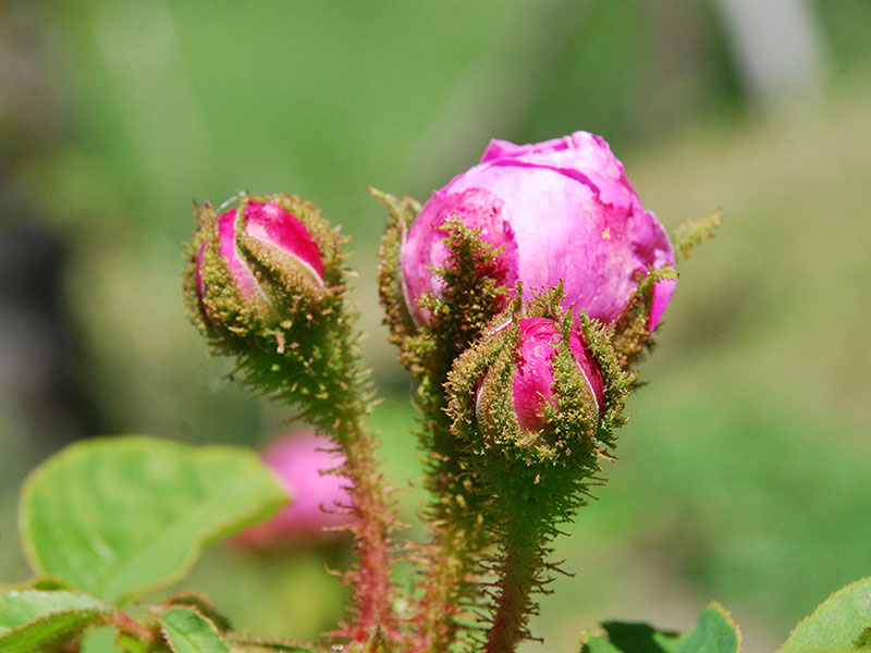 Rosa Canina